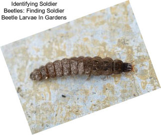 Identifying Soldier Beetles: Finding Soldier Beetle Larvae In Gardens