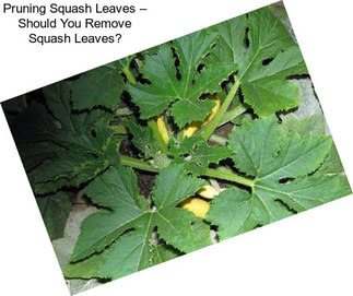 Pruning Squash Leaves – Should You Remove Squash Leaves?