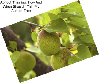 Apricot Thinning: How And When Should I Thin My Apricot Tree
