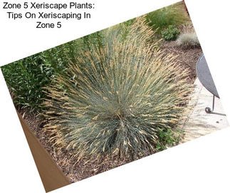Zone 5 Xeriscape Plants: Tips On Xeriscaping In Zone 5