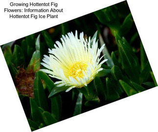 Growing Hottentot Fig Flowers: Information About Hottentot Fig Ice Plant