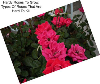 Hardy Roses To Grow: Types Of Roses That Are Hard To Kill