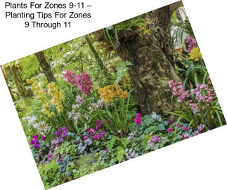 Plants For Zones 9-11 – Planting Tips For Zones 9 Through 11