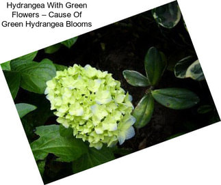 Hydrangea With Green Flowers – Cause Of Green Hydrangea Blooms