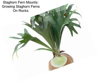 Staghorn Fern Mounts: Growing Staghorn Ferns On Rocks