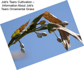 Job\'s Tears Cultivation – Information About Job\'s Tears Ornamental Grass