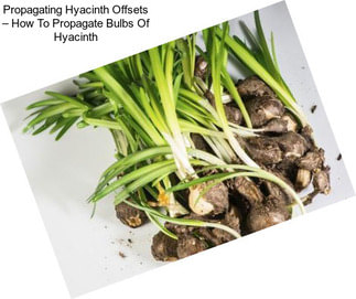 Propagating Hyacinth Offsets – How To Propagate Bulbs Of Hyacinth