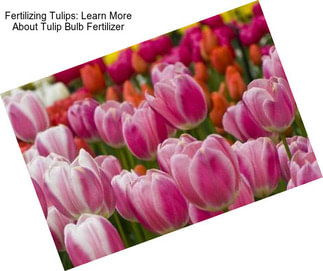 Fertilizing Tulips: Learn More About Tulip Bulb Fertilizer