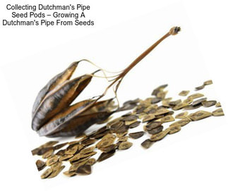 Collecting Dutchman\'s Pipe Seed Pods – Growing A Dutchman\'s Pipe From Seeds