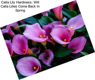 Calla Lily Hardiness: Will Calla Lilies Come Back In Spring