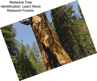 Redwood Tree Identification: Learn About Redwood Forests