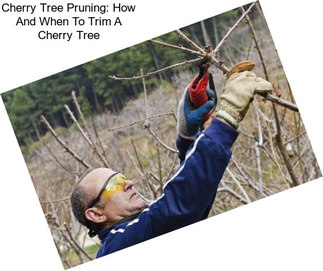 Cherry Tree Pruning: How And When To Trim A Cherry Tree