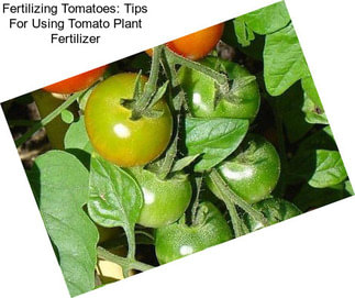 Fertilizing Tomatoes: Tips For Using Tomato Plant Fertilizer