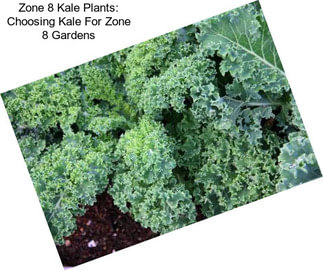 Zone 8 Kale Plants: Choosing Kale For Zone 8 Gardens