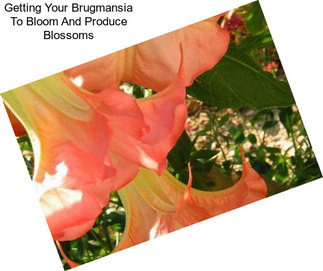 Getting Your Brugmansia To Bloom And Produce Blossoms