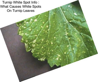 Turnip White Spot Info : What Causes White Spots On Turnip Leaves