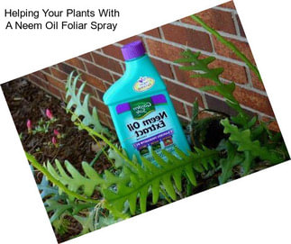 Helping Your Plants With A Neem Oil Foliar Spray