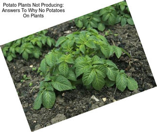 Potato Plants Not Producing: Answers To Why No Potatoes On Plants