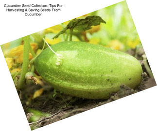 Cucumber Seed Collection: Tips For Harvesting & Saving Seeds From Cucumber