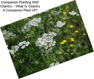 Companion Planting With Cilantro – What Is Cilantro A Companion Plant Of?