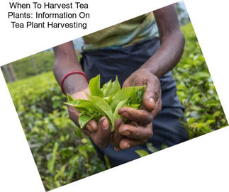 When To Harvest Tea Plants: Information On Tea Plant Harvesting