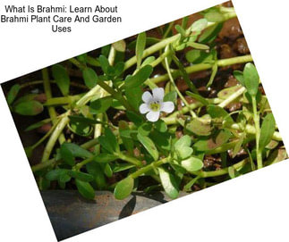 What Is Brahmi: Learn About Brahmi Plant Care And Garden Uses