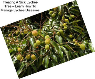 Treating A Sick Lychee Tree – Learn How To Manage Lychee Diseases