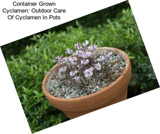 Container Grown Cyclamen: Outdoor Care Of Cyclamen In Pots