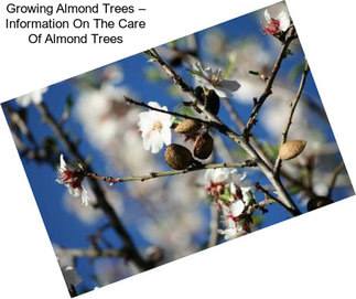 Growing Almond Trees – Information On The Care Of Almond Trees