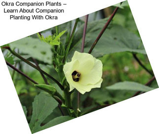 Okra Companion Plants – Learn About Companion Planting With Okra