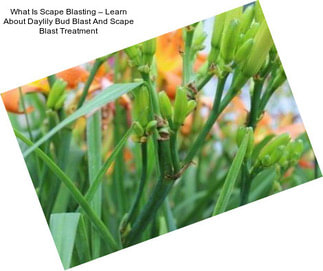 What Is Scape Blasting – Learn About Daylily Bud Blast And Scape Blast Treatment