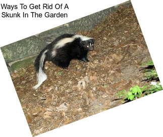 Ways To Get Rid Of A Skunk In The Garden