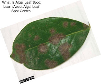 What Is Algal Leaf Spot: Learn About Algal Leaf Spot Control