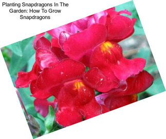 Planting Snapdragons In The Garden: How To Grow Snapdragons