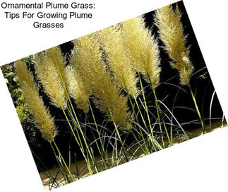 Ornamental Plume Grass: Tips For Growing Plume Grasses