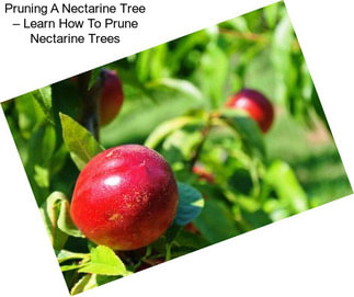 Pruning A Nectarine Tree – Learn How To Prune Nectarine Trees
