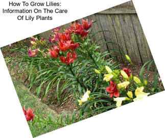 How To Grow Lilies: Information On The Care Of Lily Plants