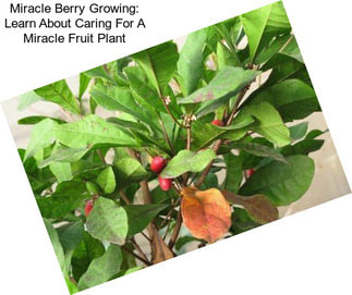 Miracle Berry Growing: Learn About Caring For A Miracle Fruit Plant