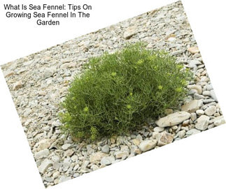 What Is Sea Fennel: Tips On Growing Sea Fennel In The Garden