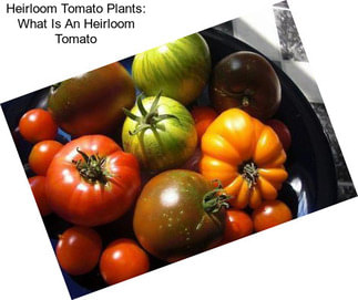 Heirloom Tomato Plants: What Is An Heirloom Tomato