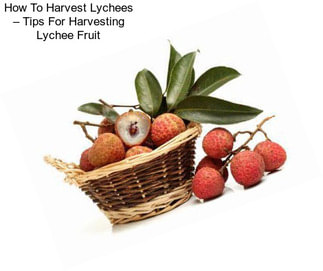 How To Harvest Lychees – Tips For Harvesting Lychee Fruit