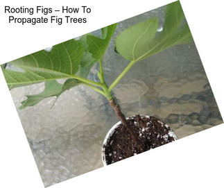 Rooting Figs – How To Propagate Fig Trees