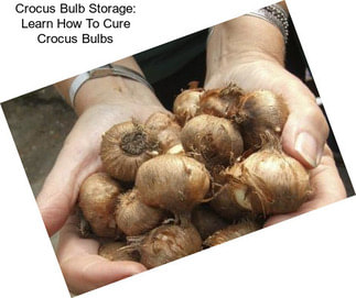 Crocus Bulb Storage: Learn How To Cure Crocus Bulbs