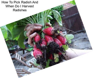 How To Pick Radish And When Do I Harvest Radishes