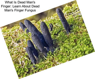 What Is Dead Man\'s Finger: Learn About Dead Man\'s Finger Fungus