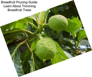 Breadfruit Pruning Guide: Learn About Trimming Breadfruit Trees