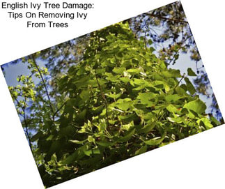 English Ivy Tree Damage: Tips On Removing Ivy From Trees