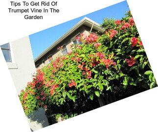 Tips To Get Rid Of Trumpet Vine In The Garden