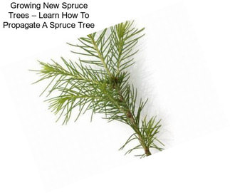 Growing New Spruce Trees – Learn How To Propagate A Spruce Tree