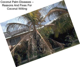 Coconut Palm Diseases – Reasons And Fixes For Coconut Wilting